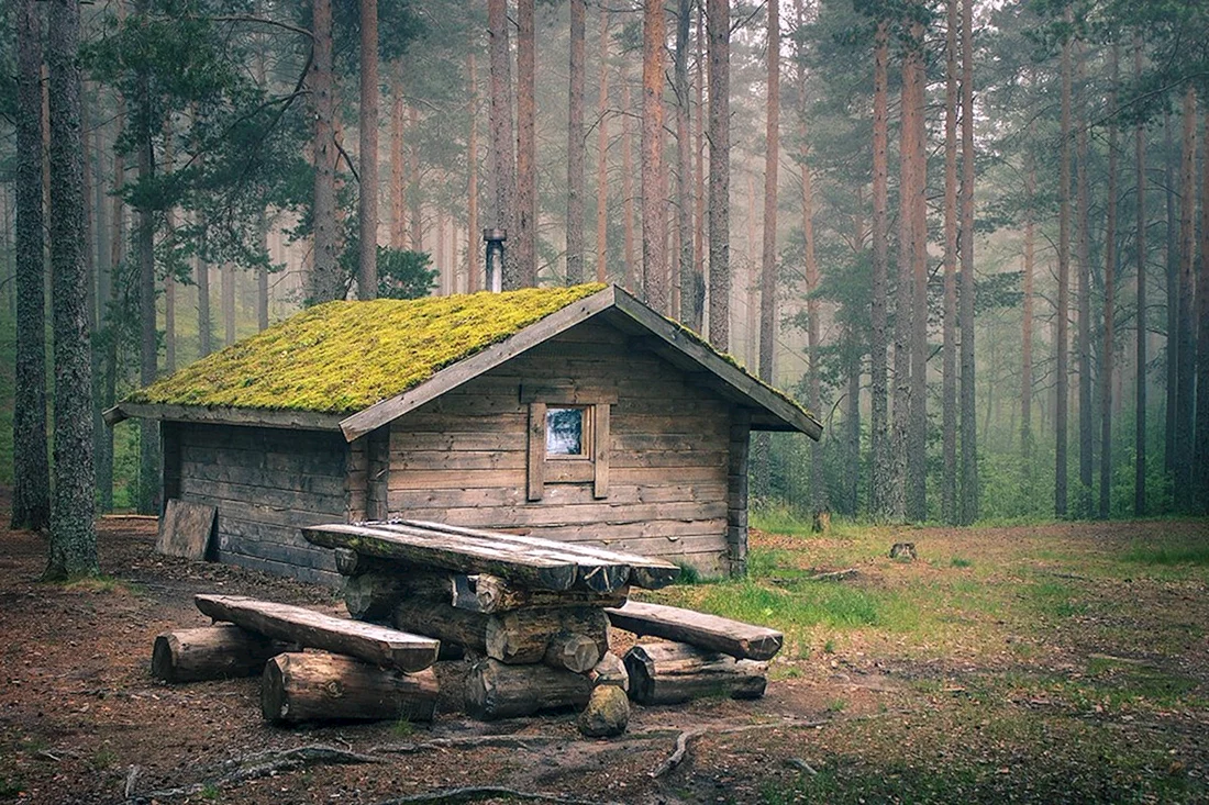 Домик в лесу картинки (40 фото)