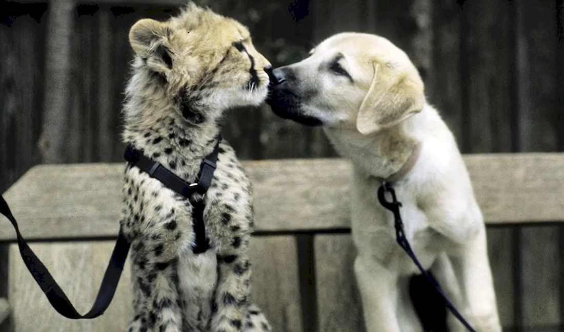 Дружба животные