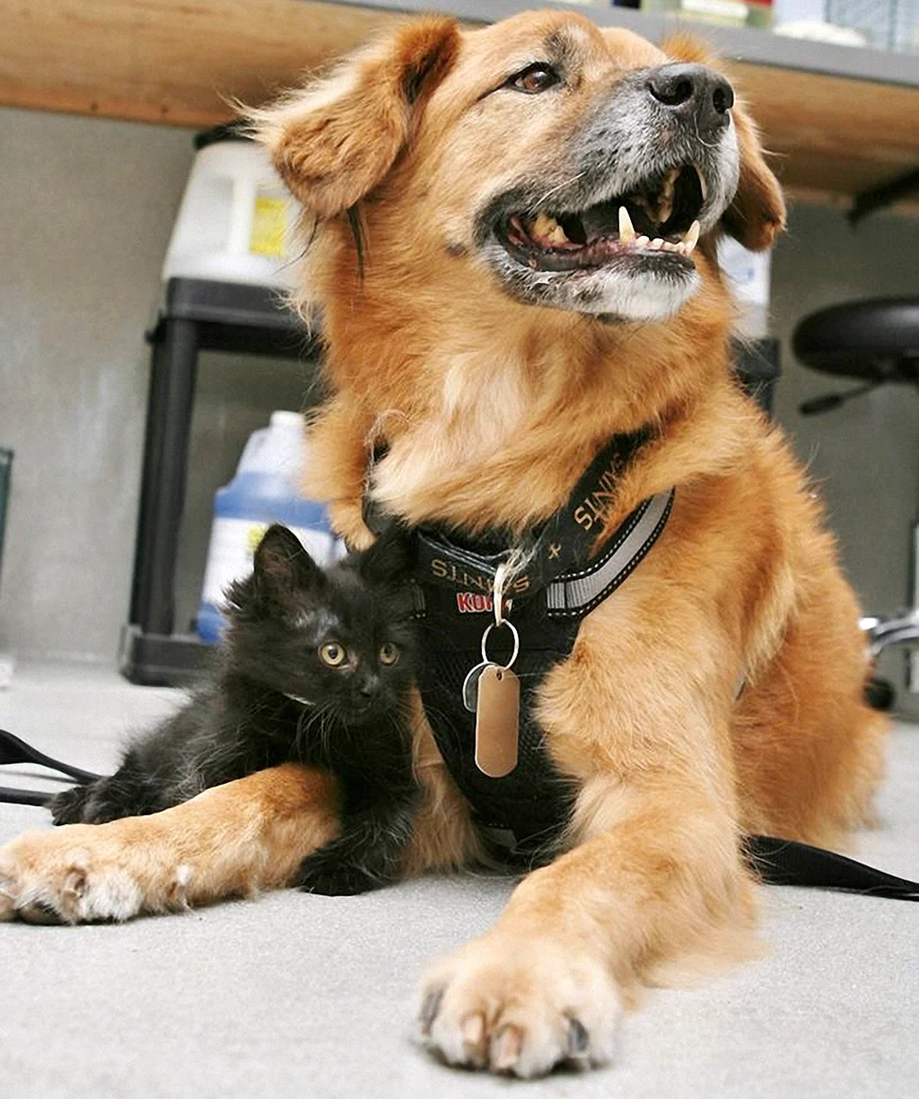 Дружелюбная собака