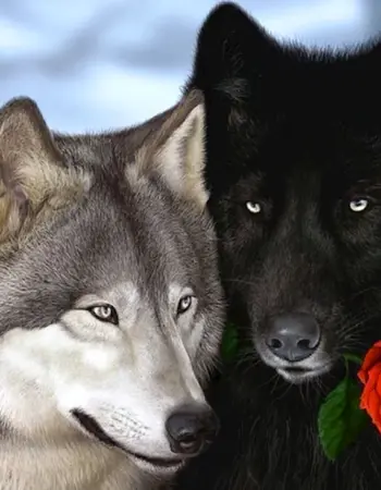 Два волка
