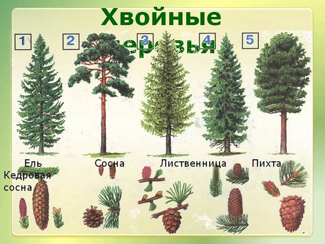 Ель сосна Кедровая сосна пихта лиственница
