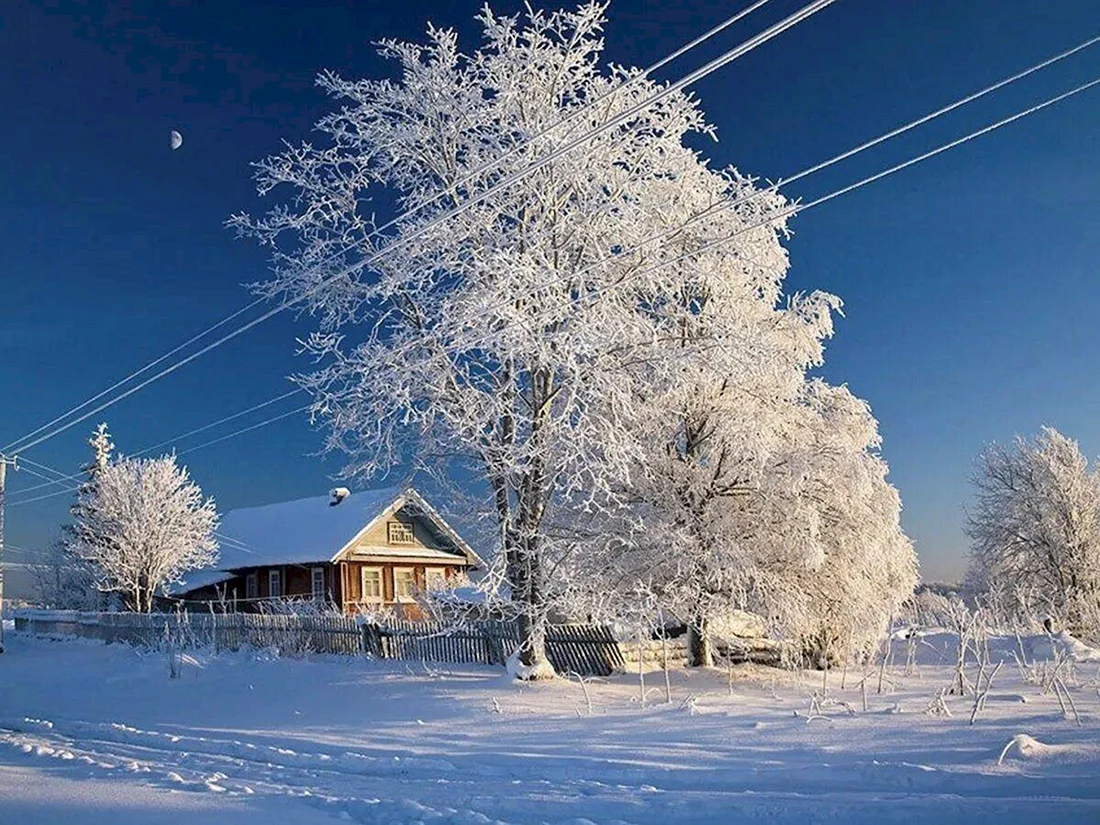 Белая береза картинки (37 фото)