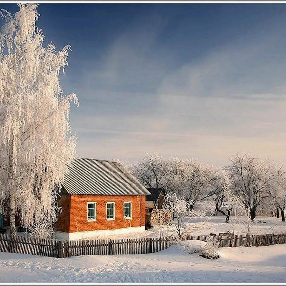 Белая береза картинки (37 фото)