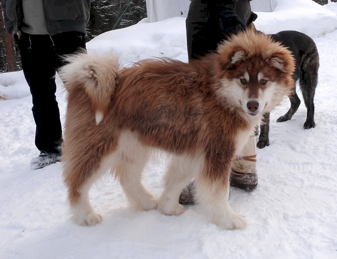 Эскимосская лайка