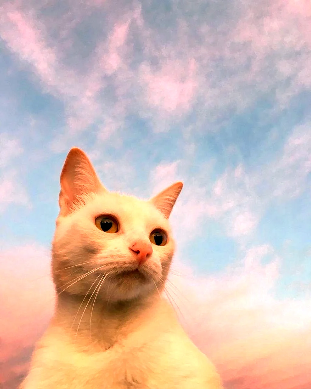 Эстетичные котики