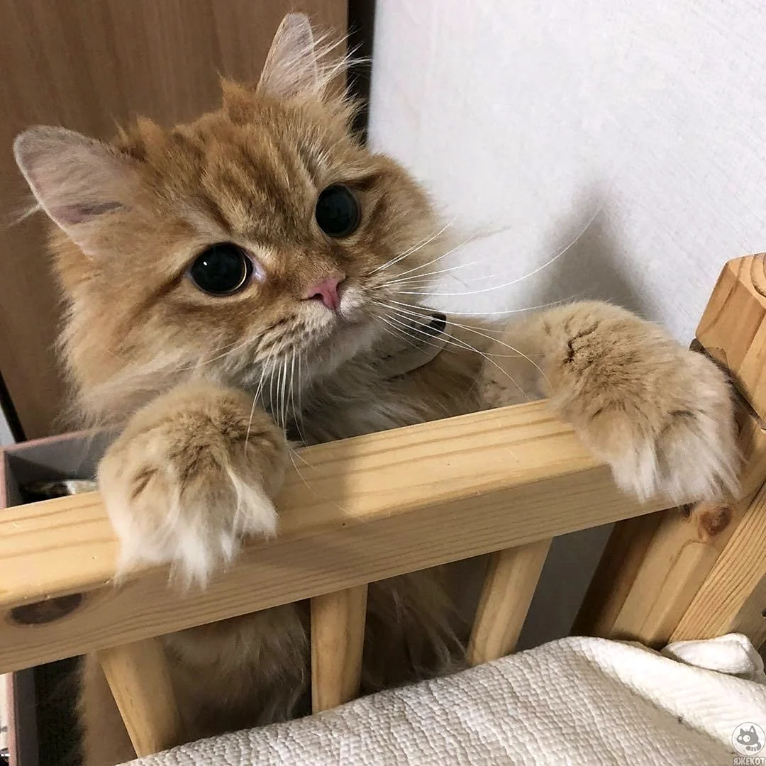 Эстетика котиков