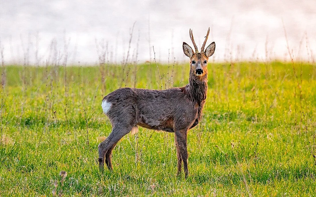 Европейская косуля capreolus capreolus