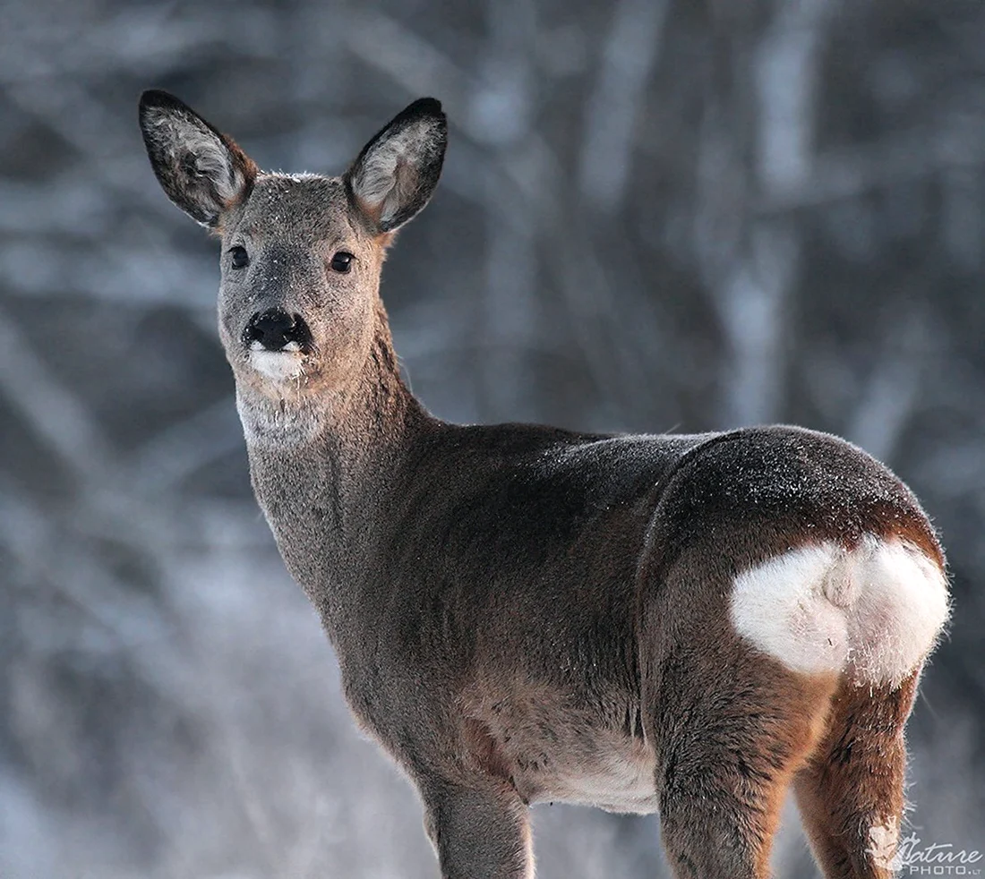 Европейская косуля capreolus capreolus