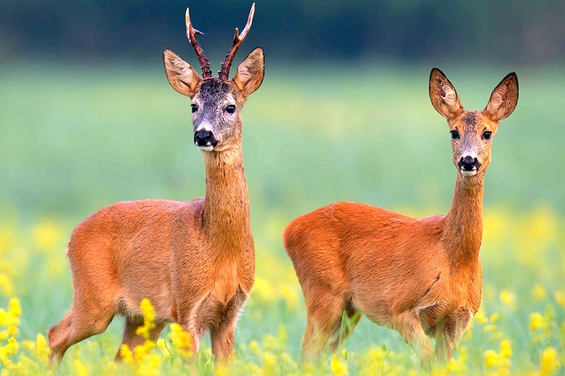 Европейская косуля capreolus capreolus