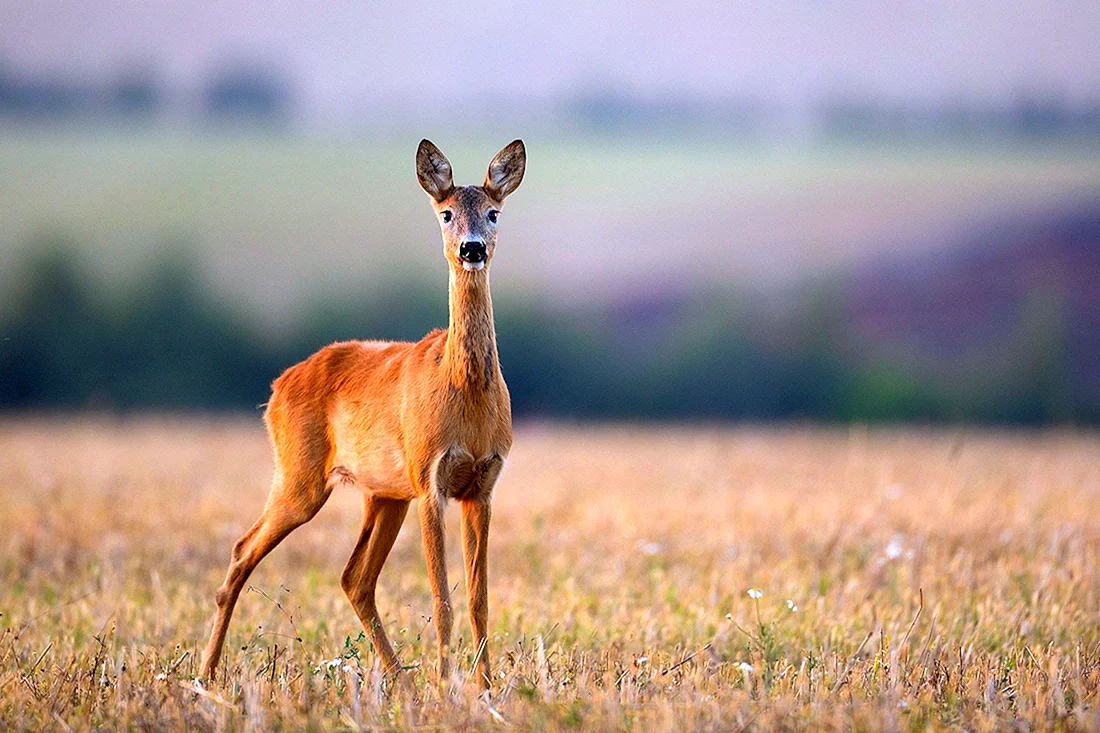 Европейская косуля capreolus capreolus