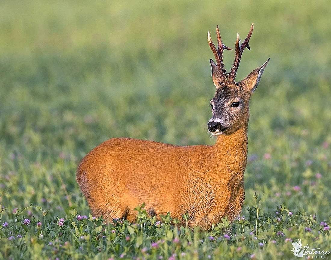 Европейская косуля capreolus capreolus