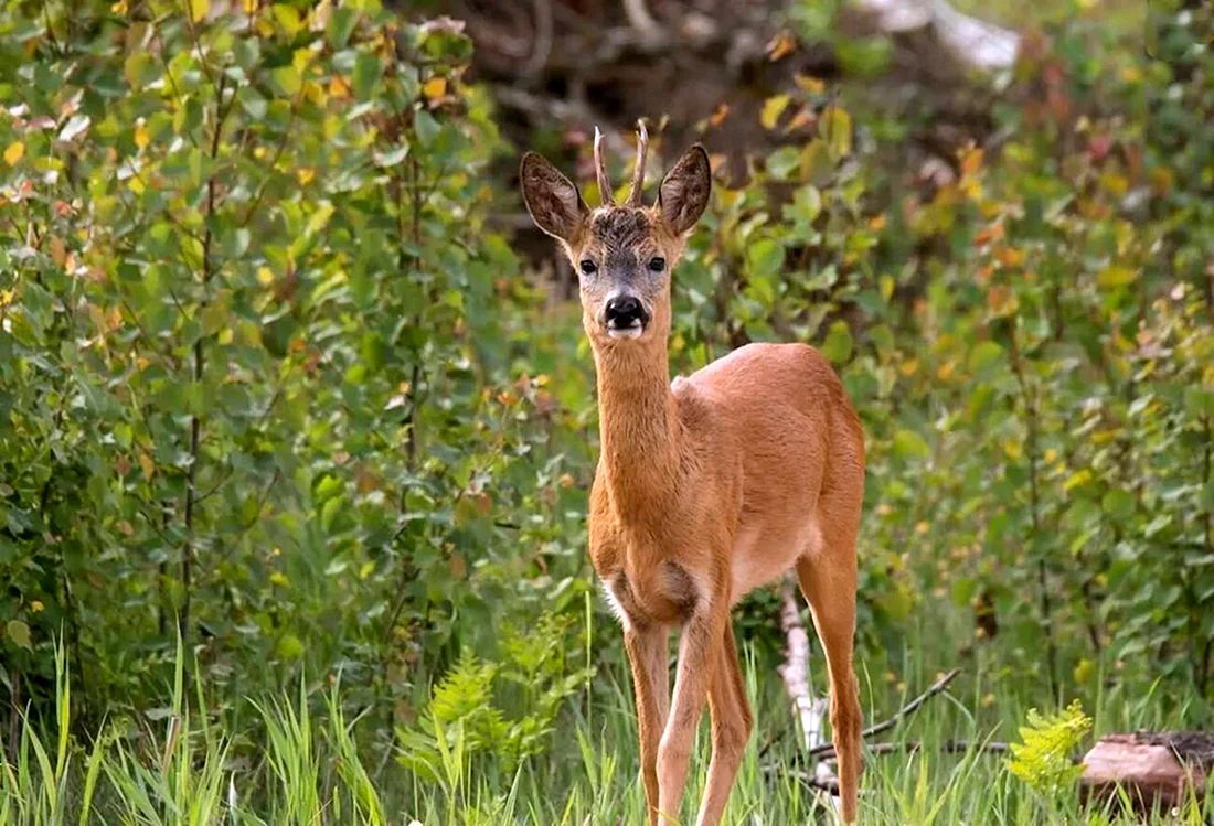 Европейская косуля capreolus capreolus