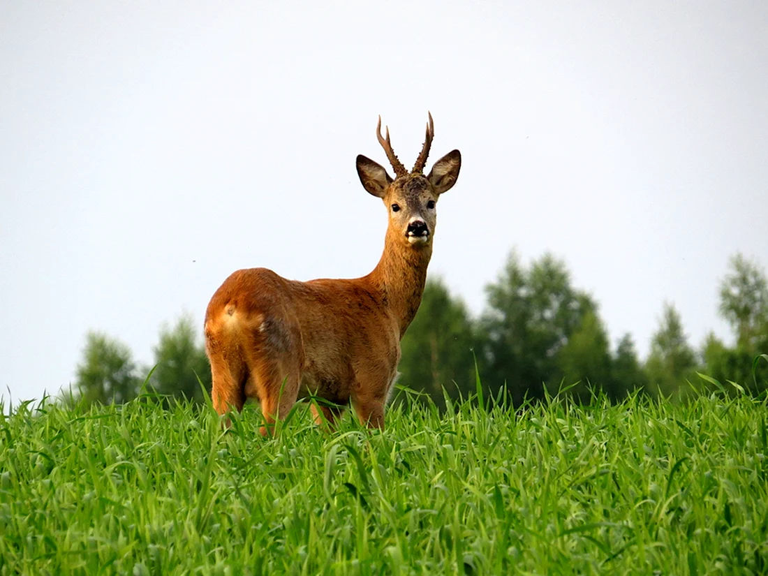 Европейская косуля capreolus capreolus