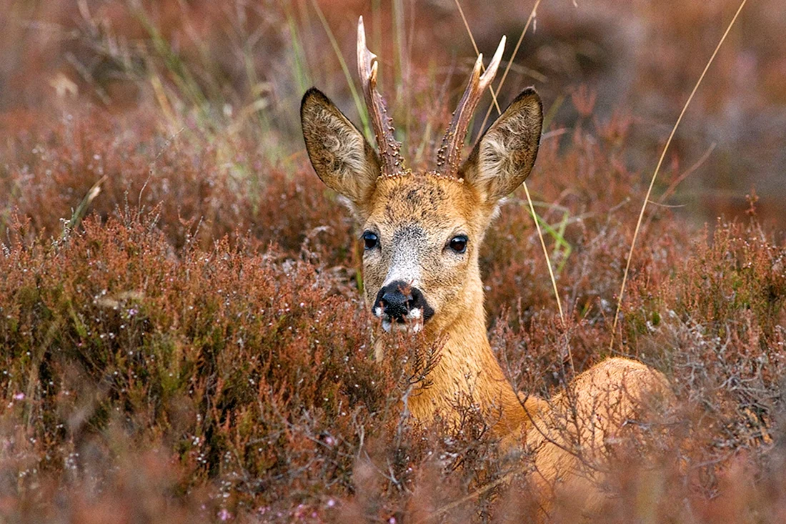 Европейская косуля capreolus capreolus