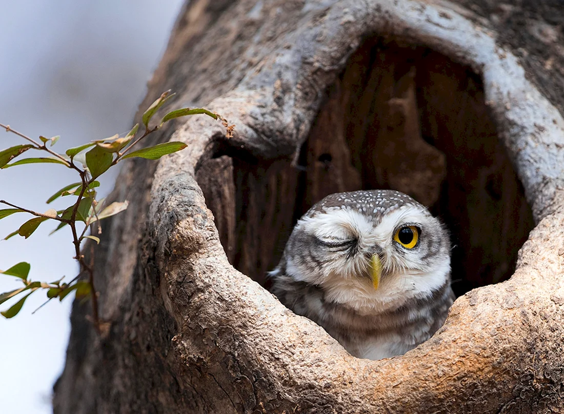 Филин the Owl 1991