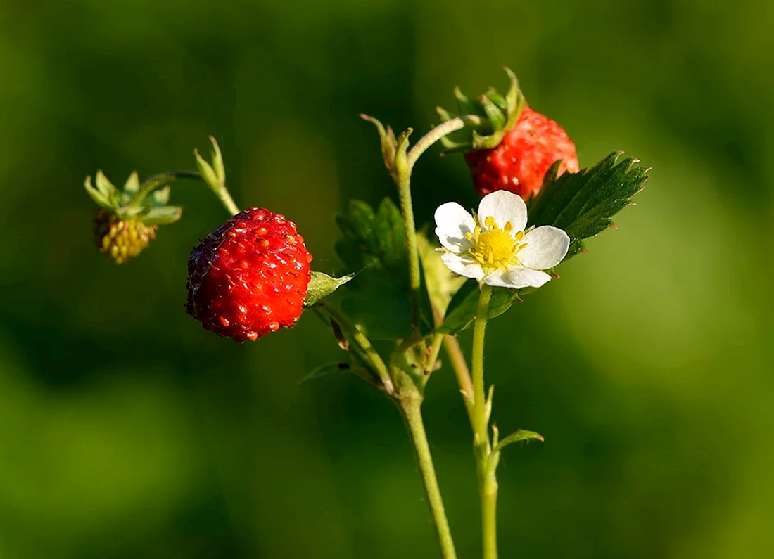 Fragaria vesca