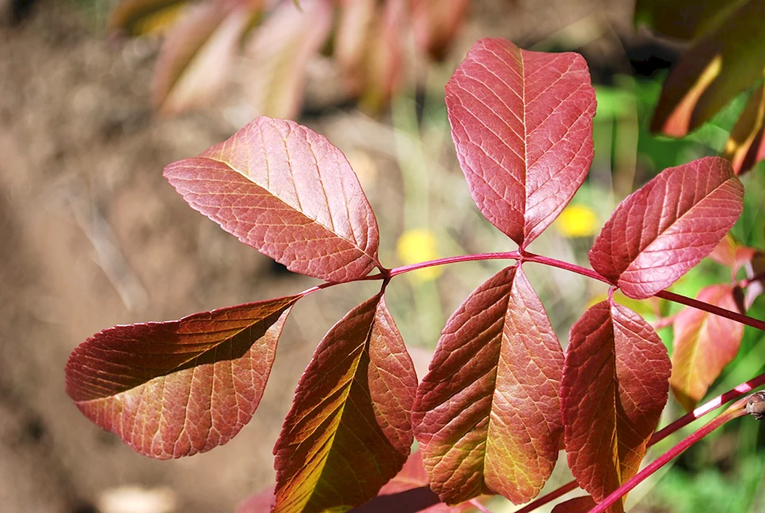 Fraxinus Americana листья