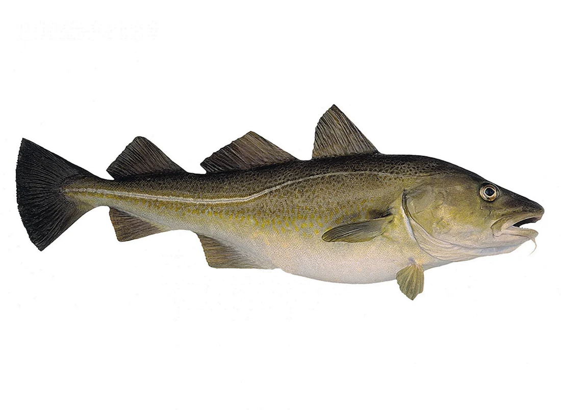 Gadus morhua рыба