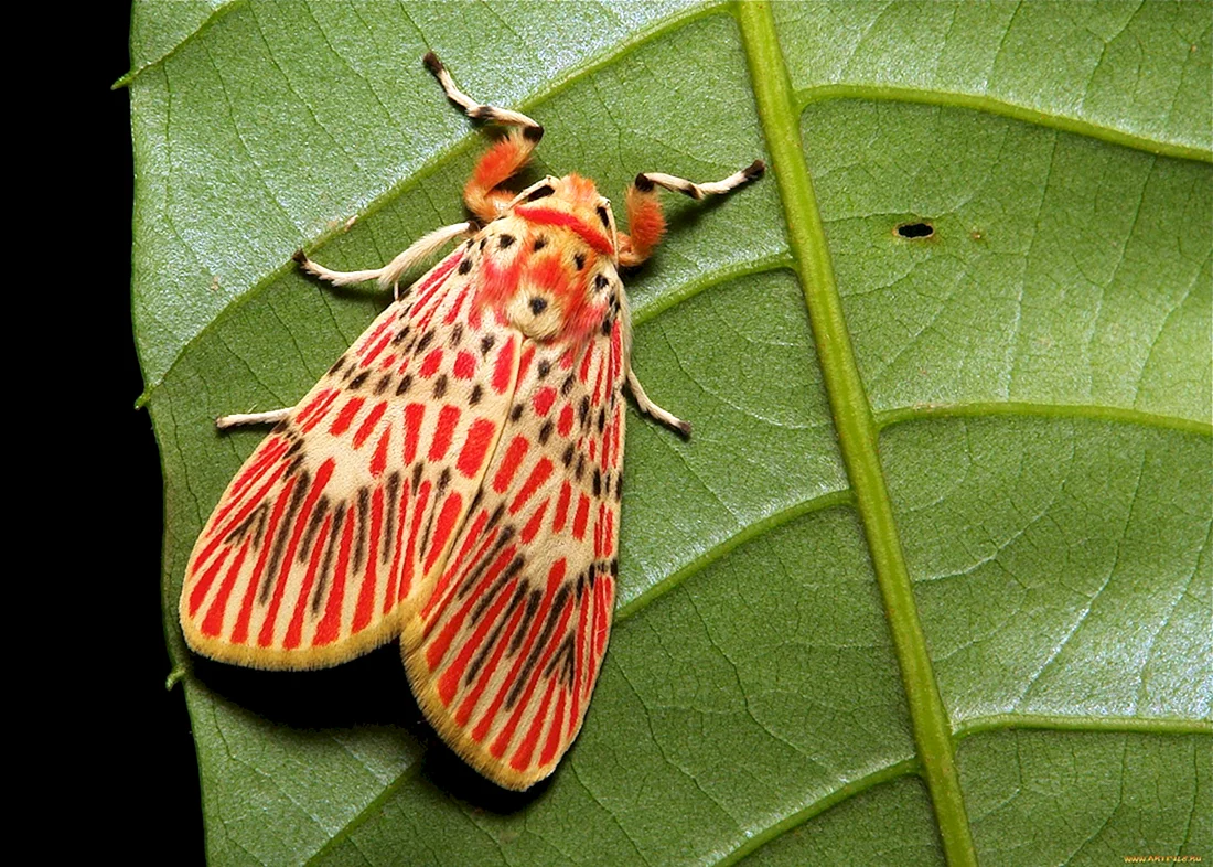Giant Moth бабочка