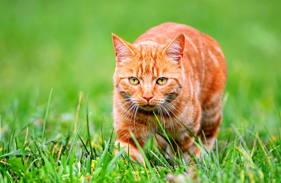 Ginger tabby Cat порода