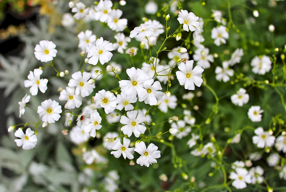 Гипсофила изящная Gypsophila elegans