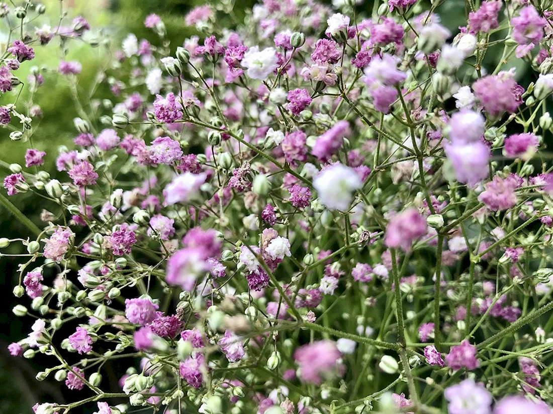 Гипсофила метельчатая Pink
