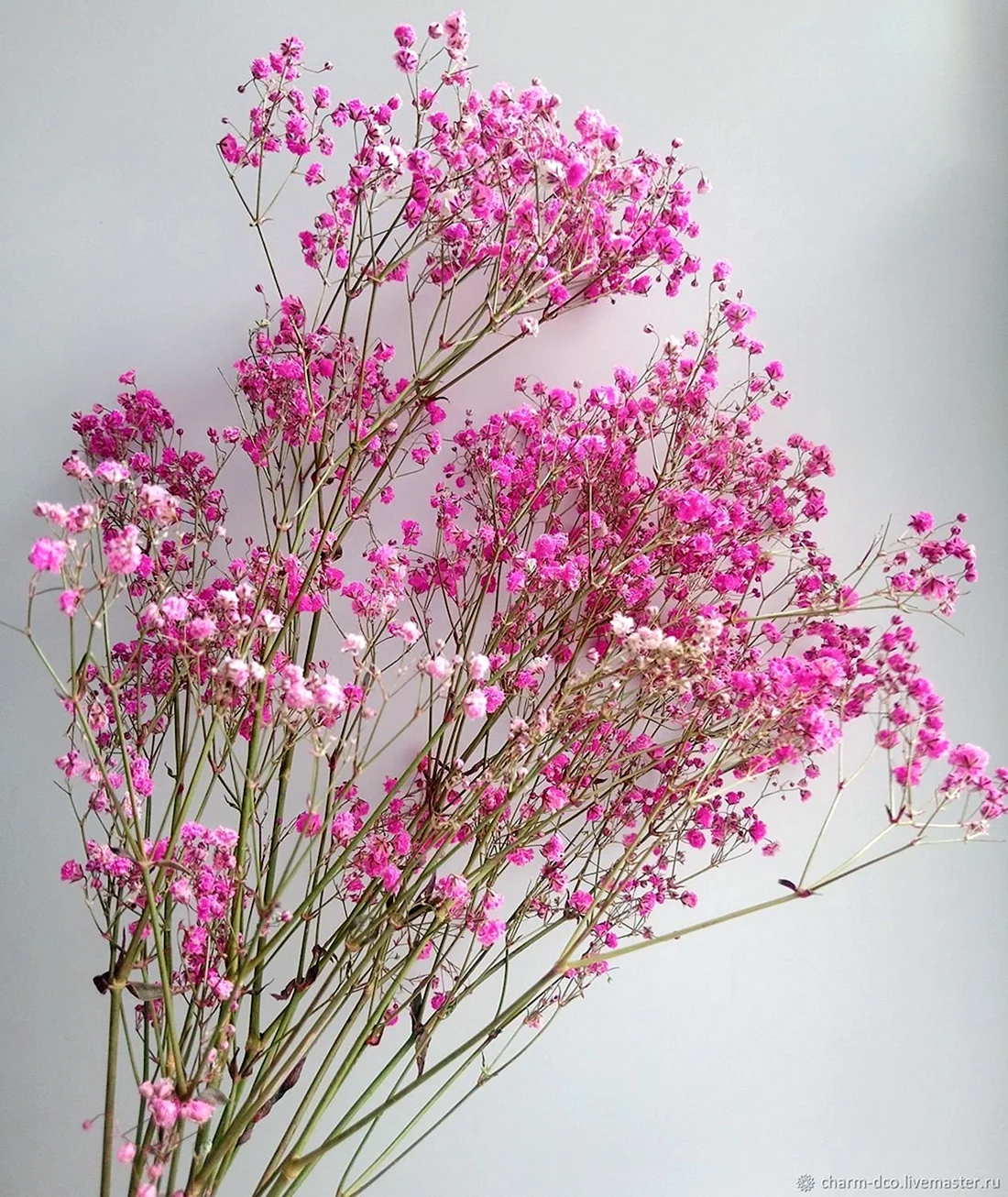 Гипсофила метельчатая Роуз