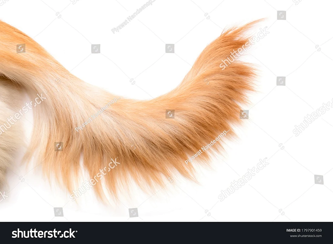Golden Tail бренд