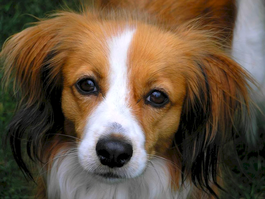 Голландский спаниель коикерхондье