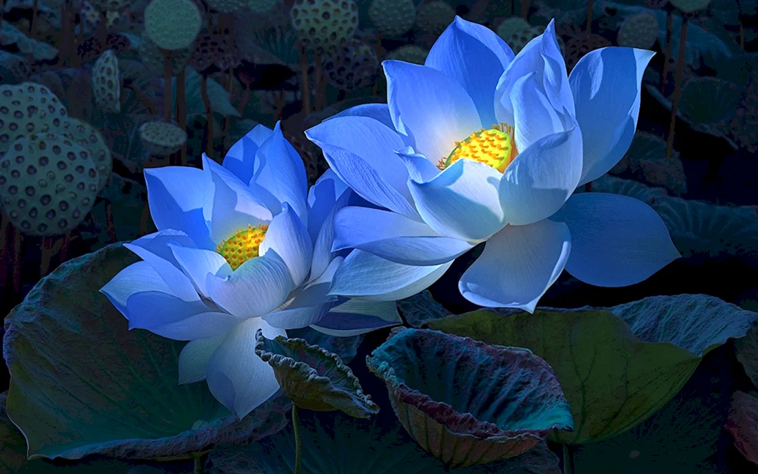 Голубой Лотос Nymphaea caerulea