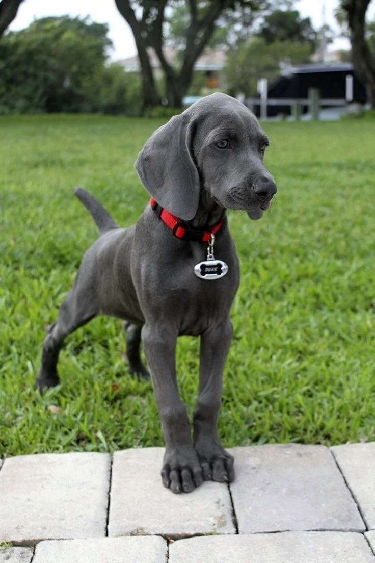 Гончая Веймаранер