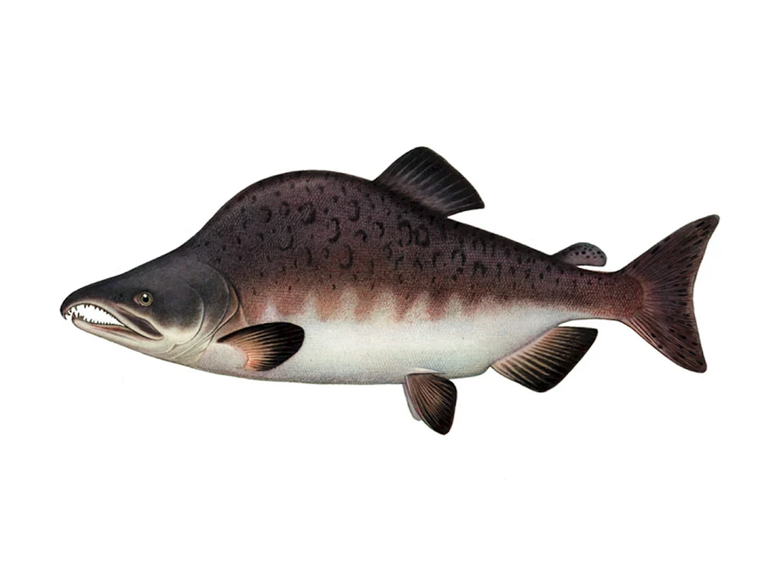 Горбуша Oncorhynchus gorbuscha
