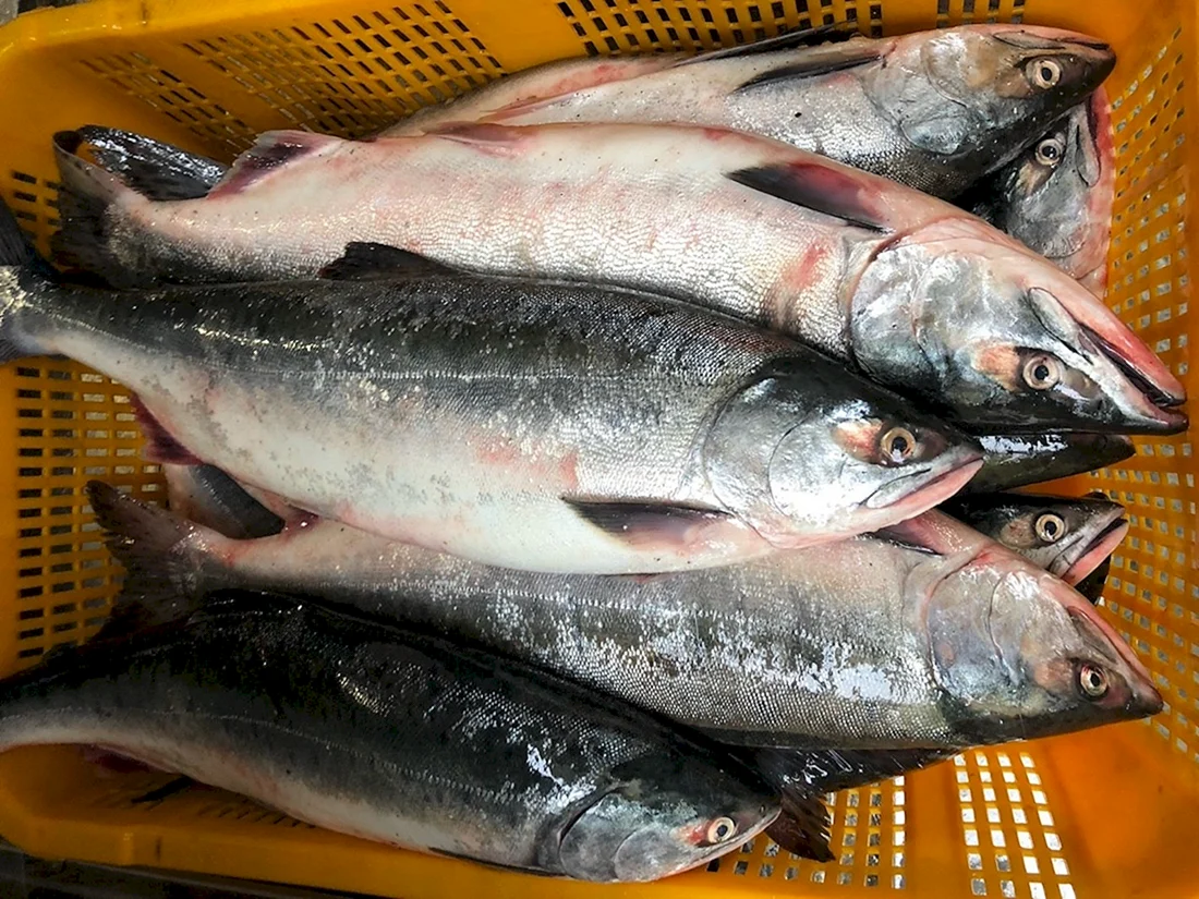 Горбуша рыба