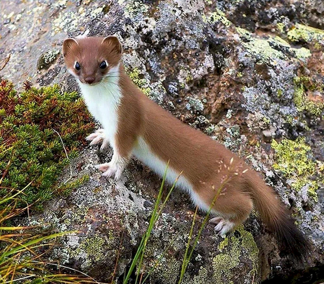 Горностай Mustela erminea