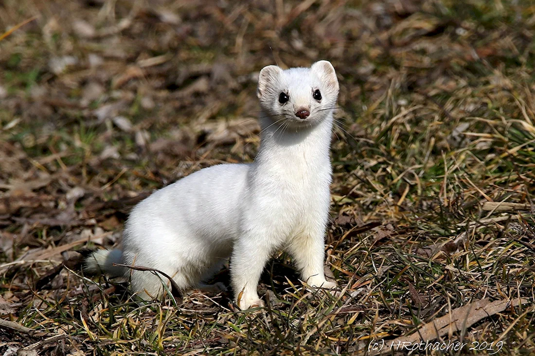 Горностай Mustela erminea