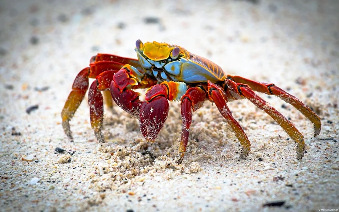 Grapsus Grapsus краб