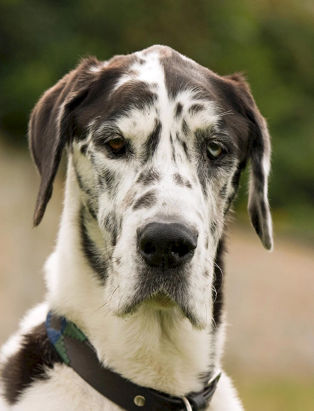 Great Dane собака