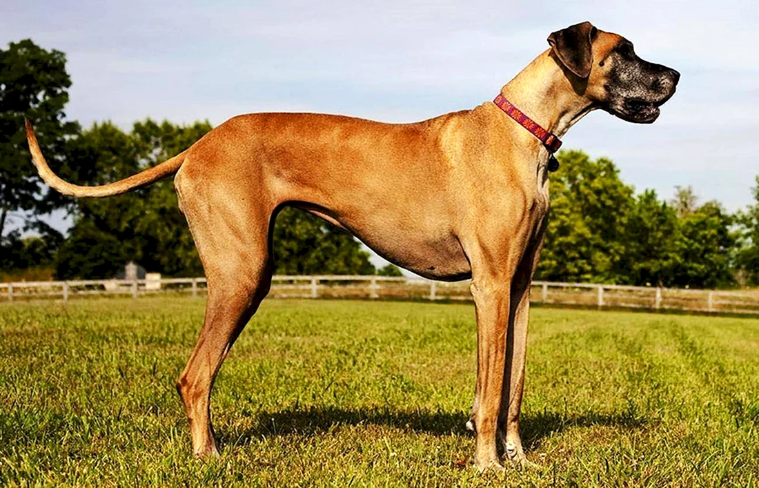 Great Danes порода собак