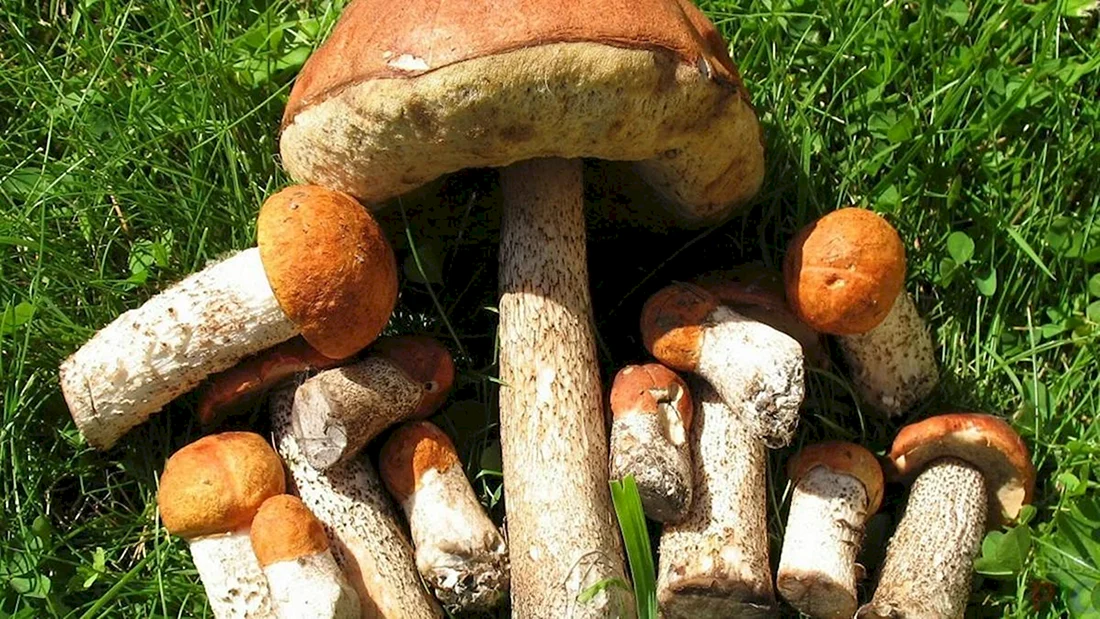 Грибы