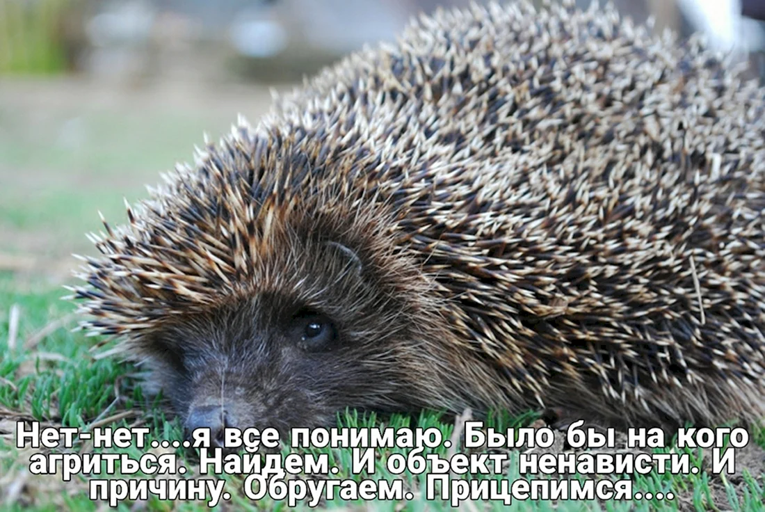 Грустный Ежик