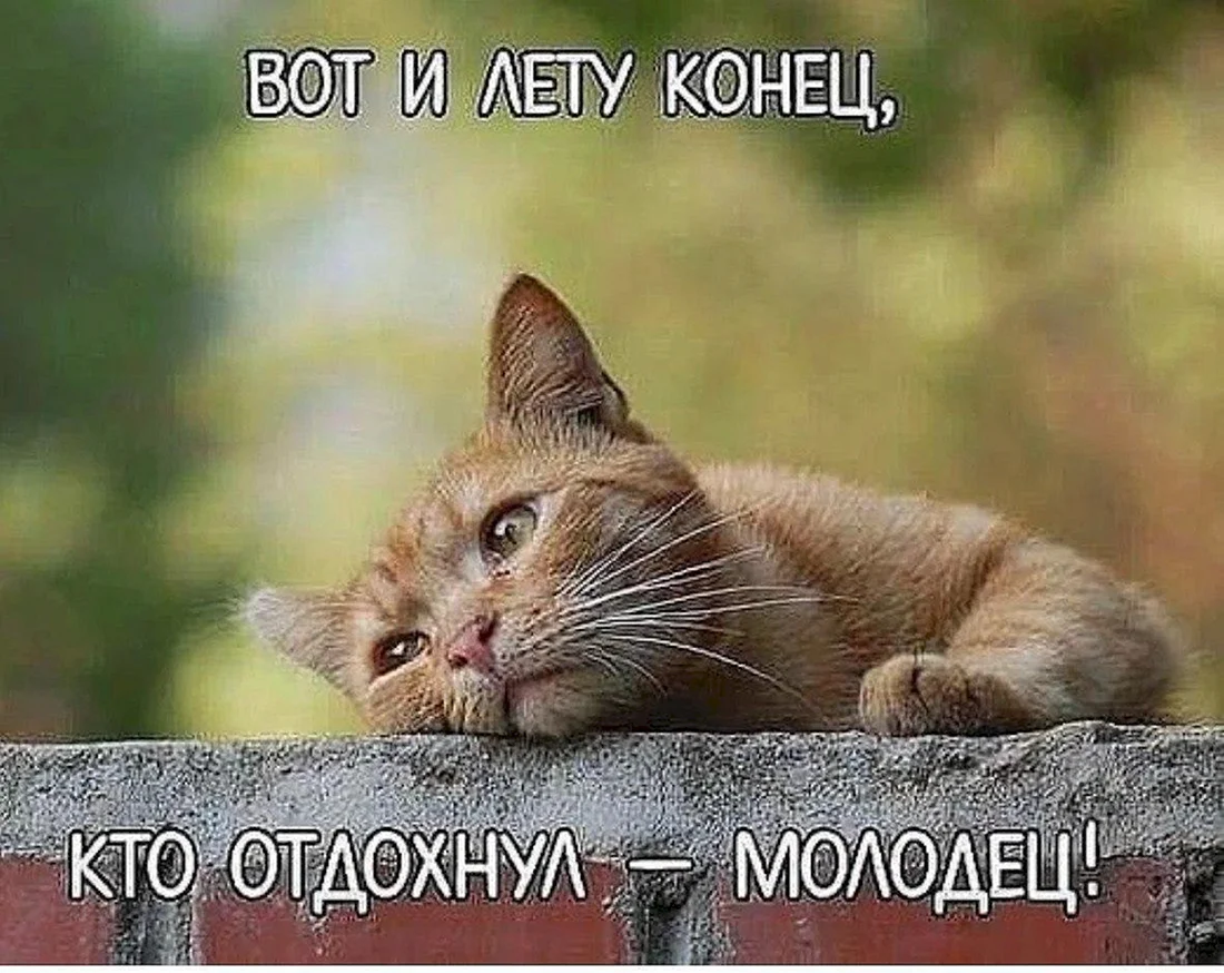 Грустный рыжий кот
