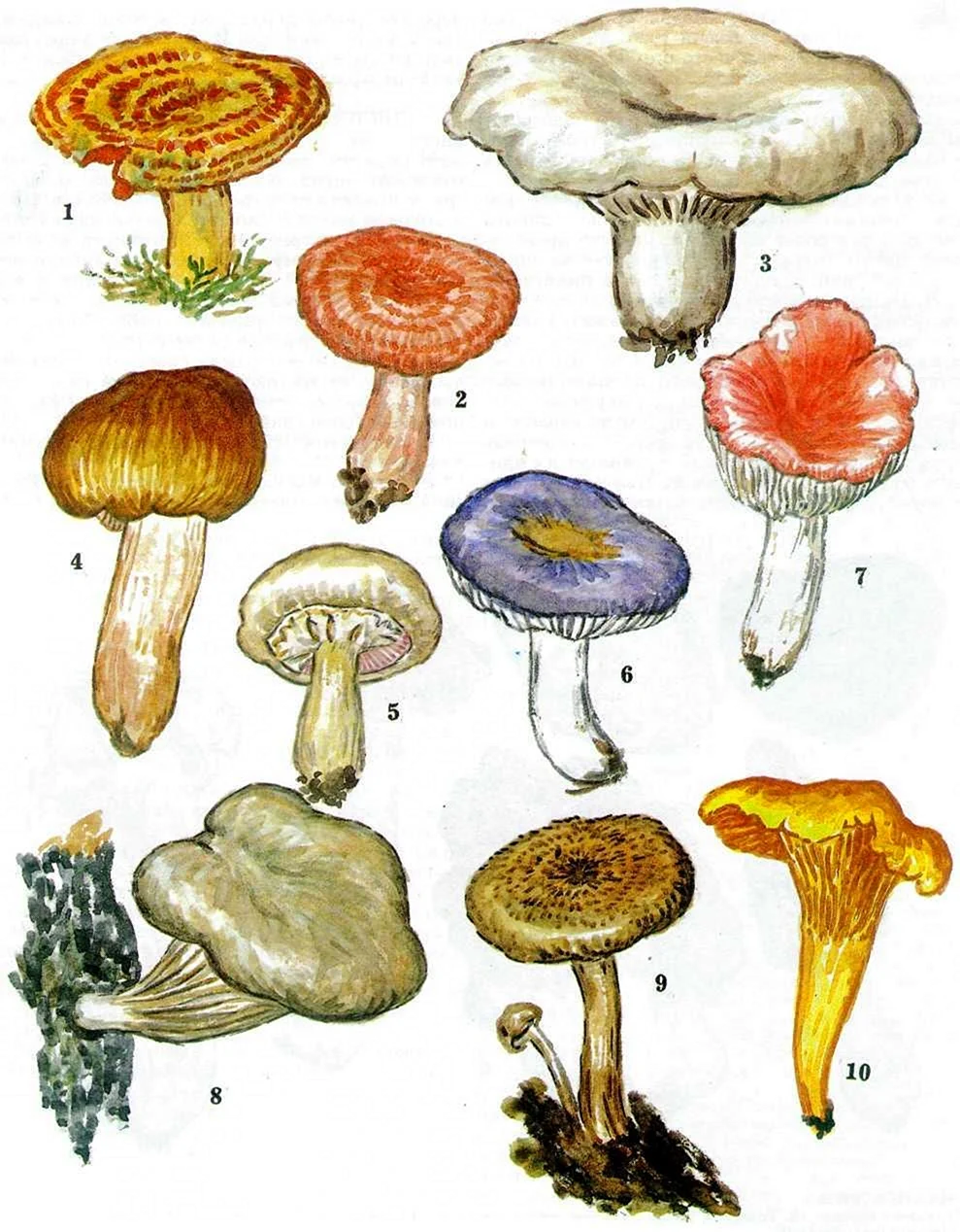 Грузди рыжики и лисички