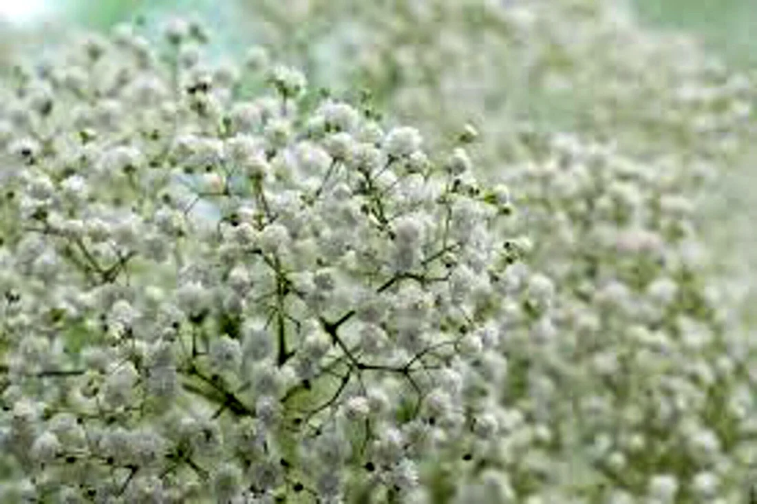 Gypsophila paniculata