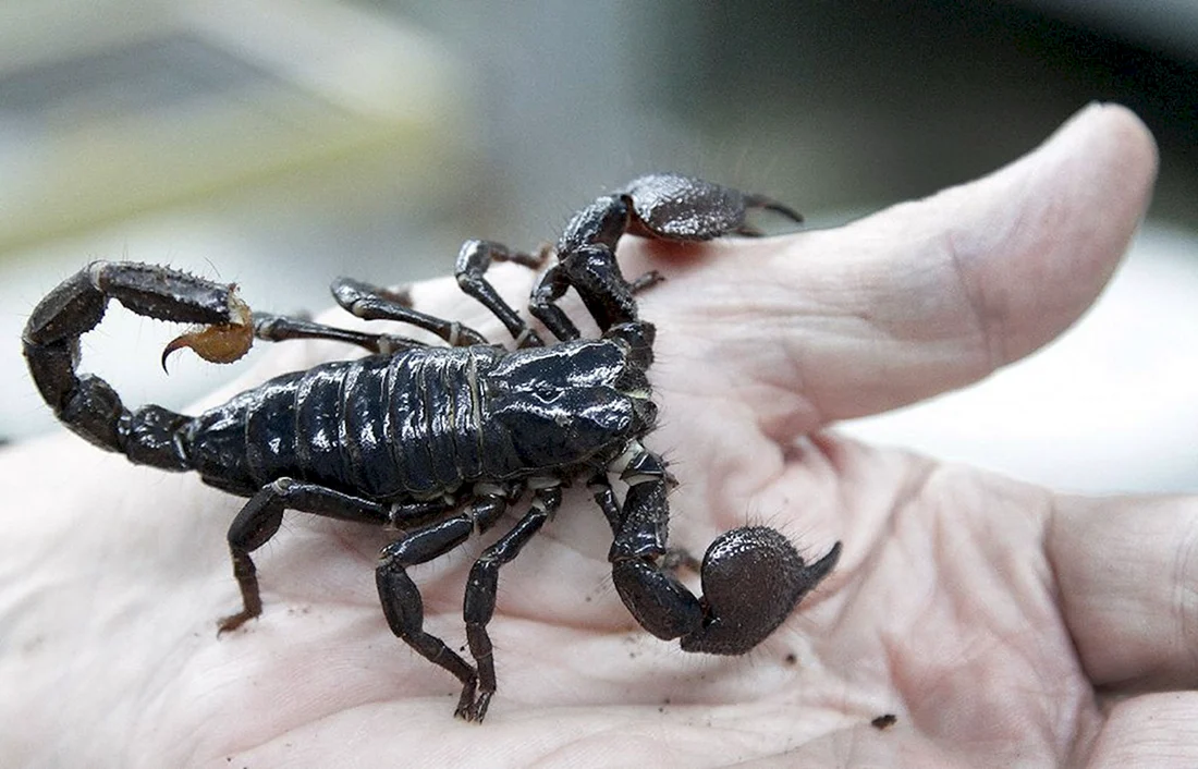 Heterometrus longimanus