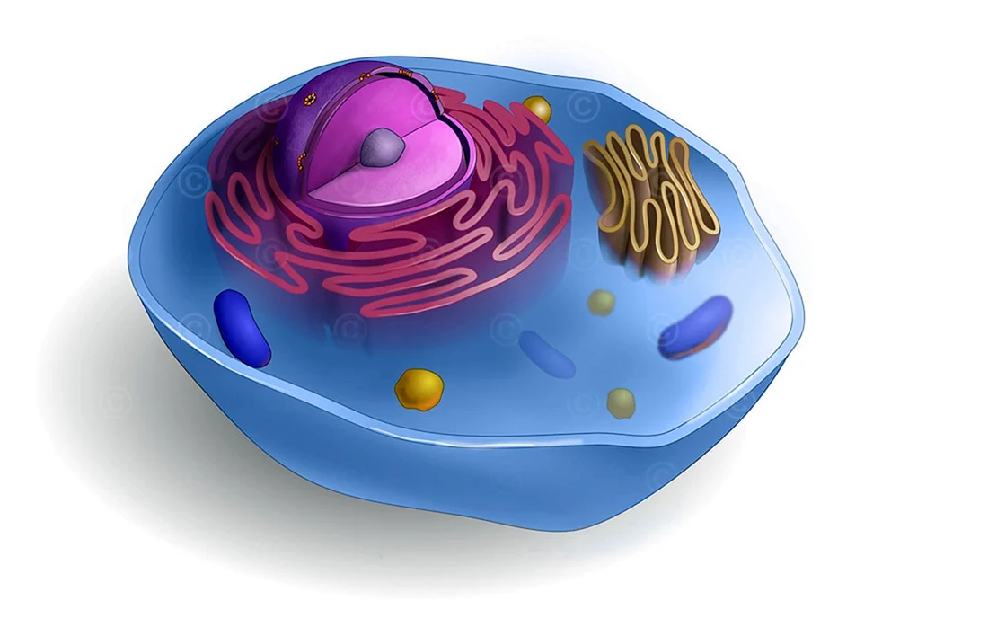 Human Cell