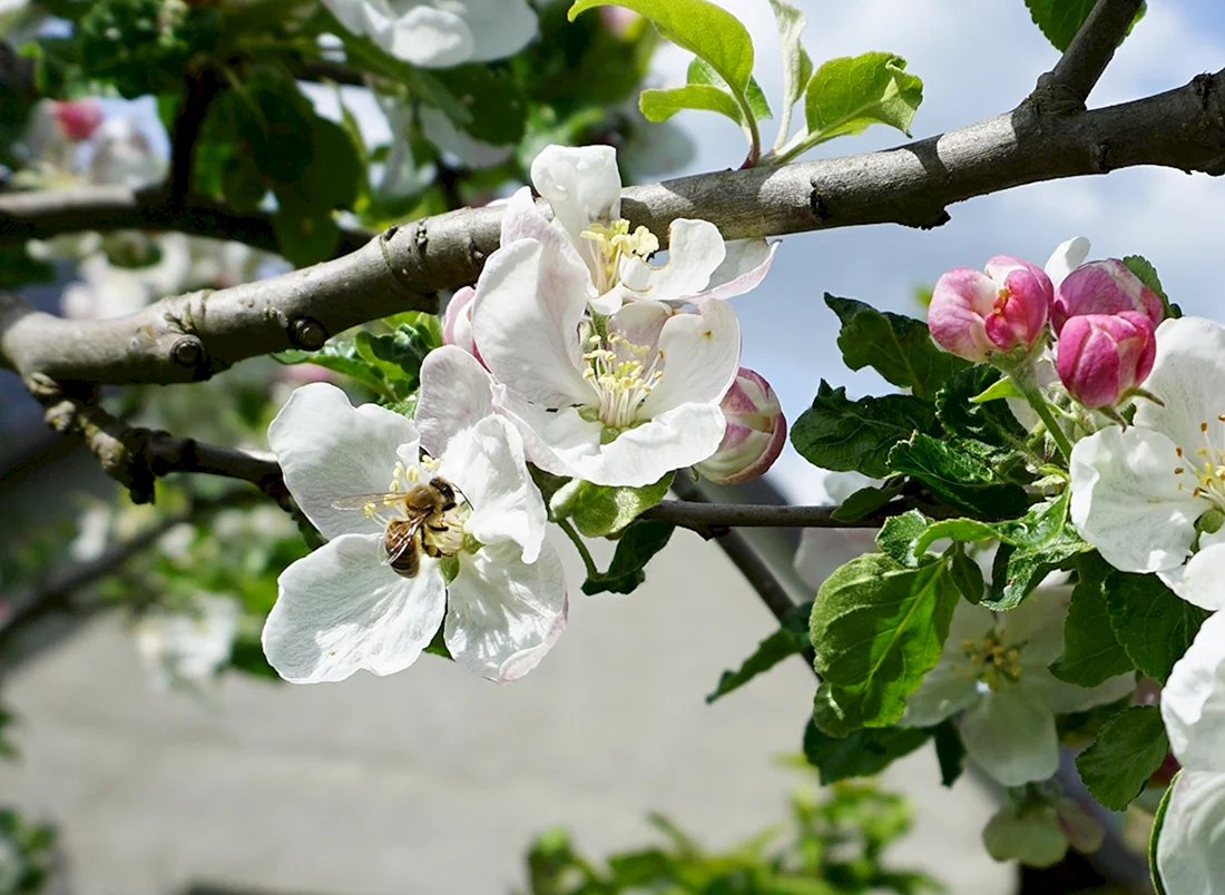 Яблоневый цвет Apple Blossom