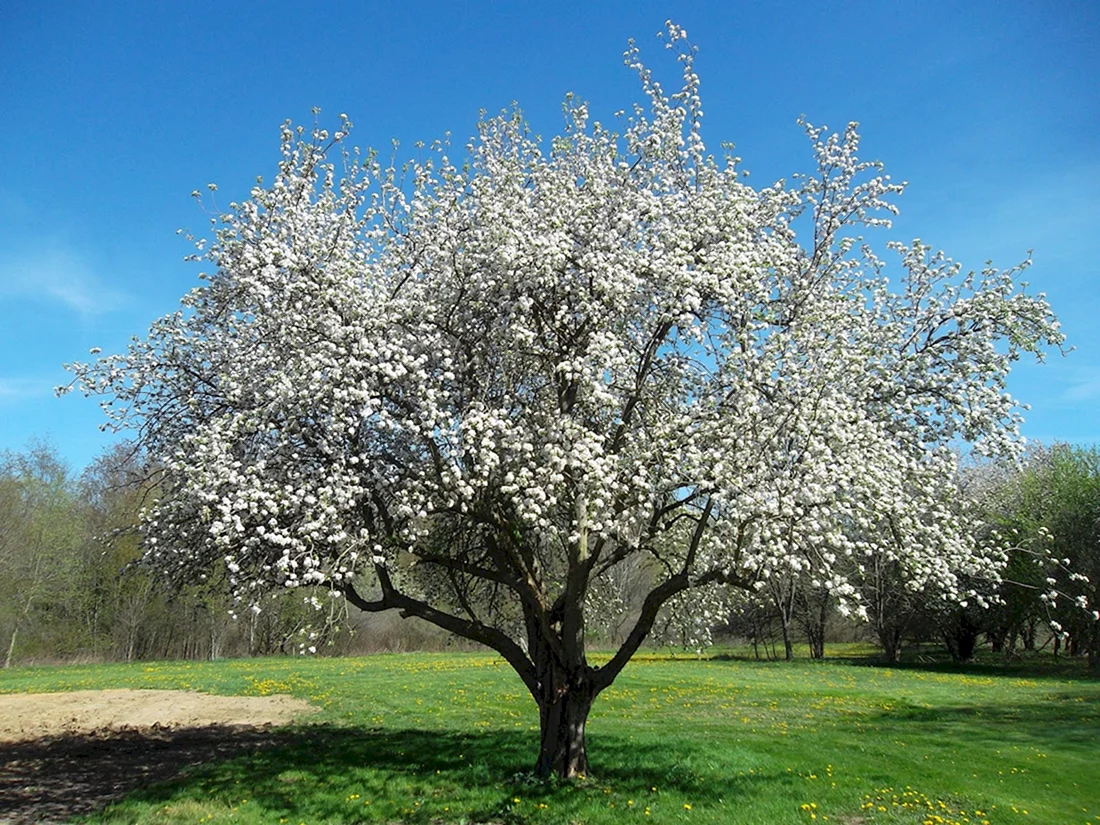 Яблоня Malus domestica