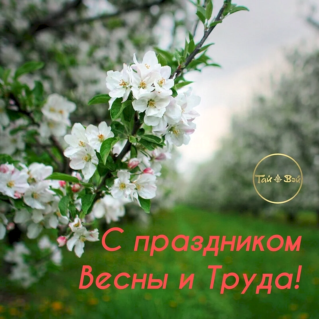 Яблоня Жасмин