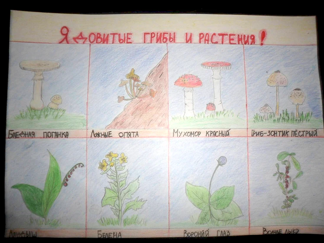 Ядовитые растения и грибы