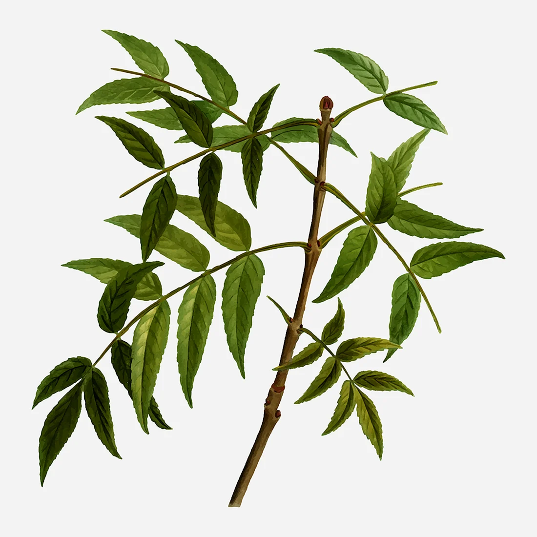 Ясень Fraxinus Excelsior l. побег